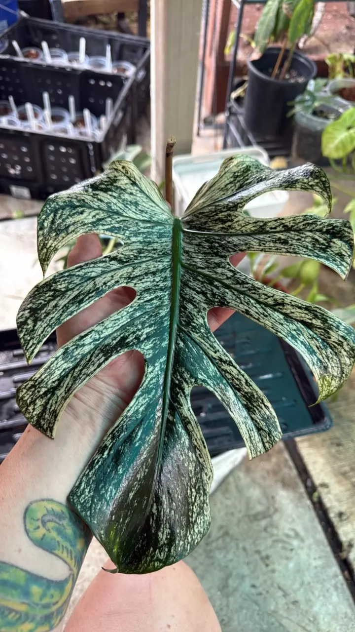 plant/Monstera white devil monster-0