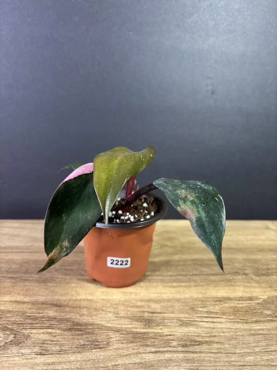 plant/Philodendron Pink Princess Marble 3” 2222-3
