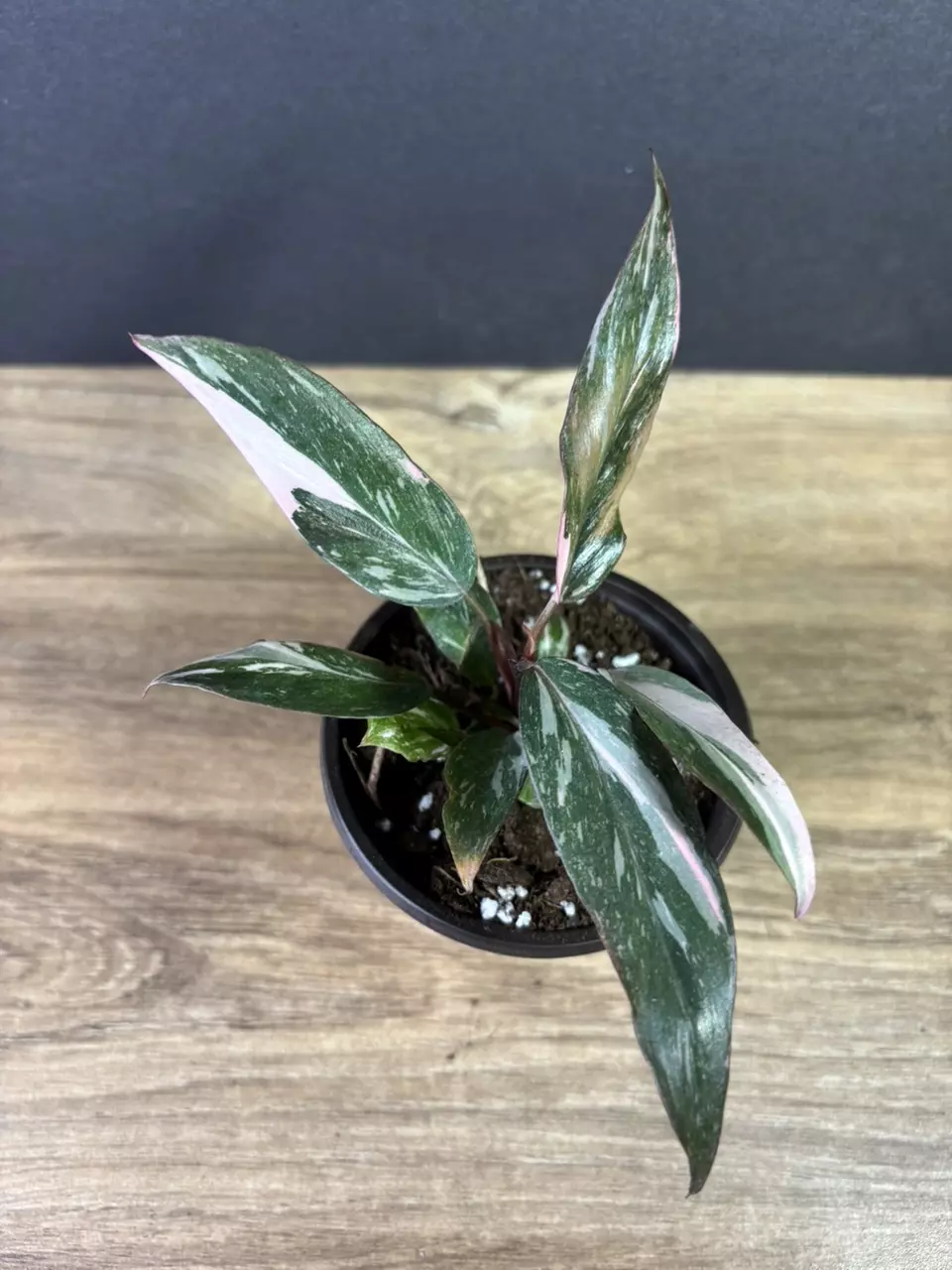 plant/Philodendron Pink Princess Marble 3” 2217-1