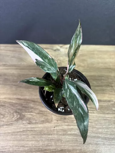 plant/Philodendron Pink Princess Marble 3” 2217-1-thumbnail