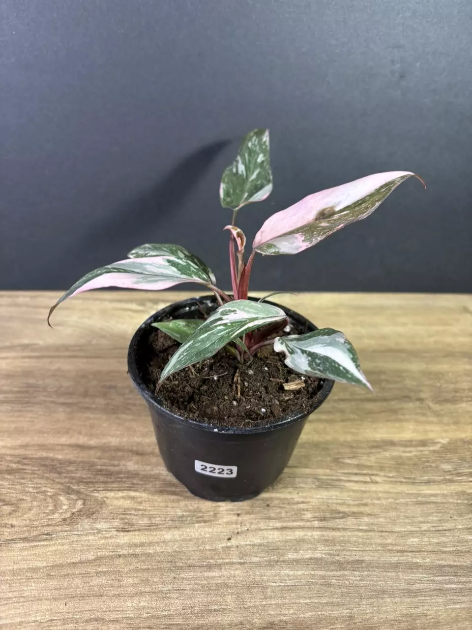 plant/Philodendron Pink Princess Marble 4” 2223-0