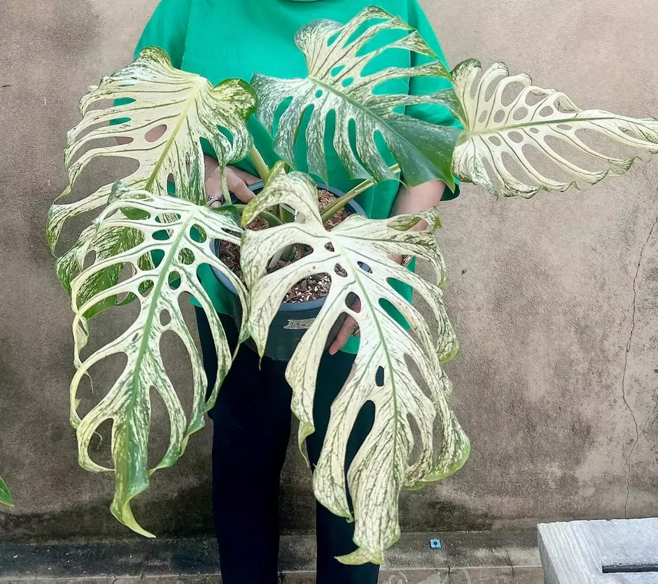 plant/Monstera white devil monster-1