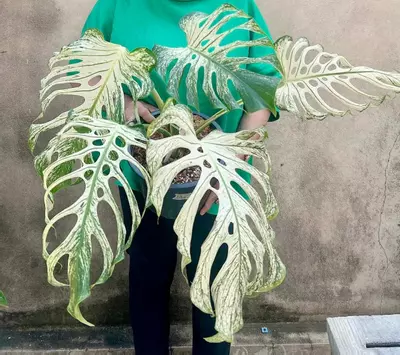 plant/Monstera white devil monster-1-thumbnail