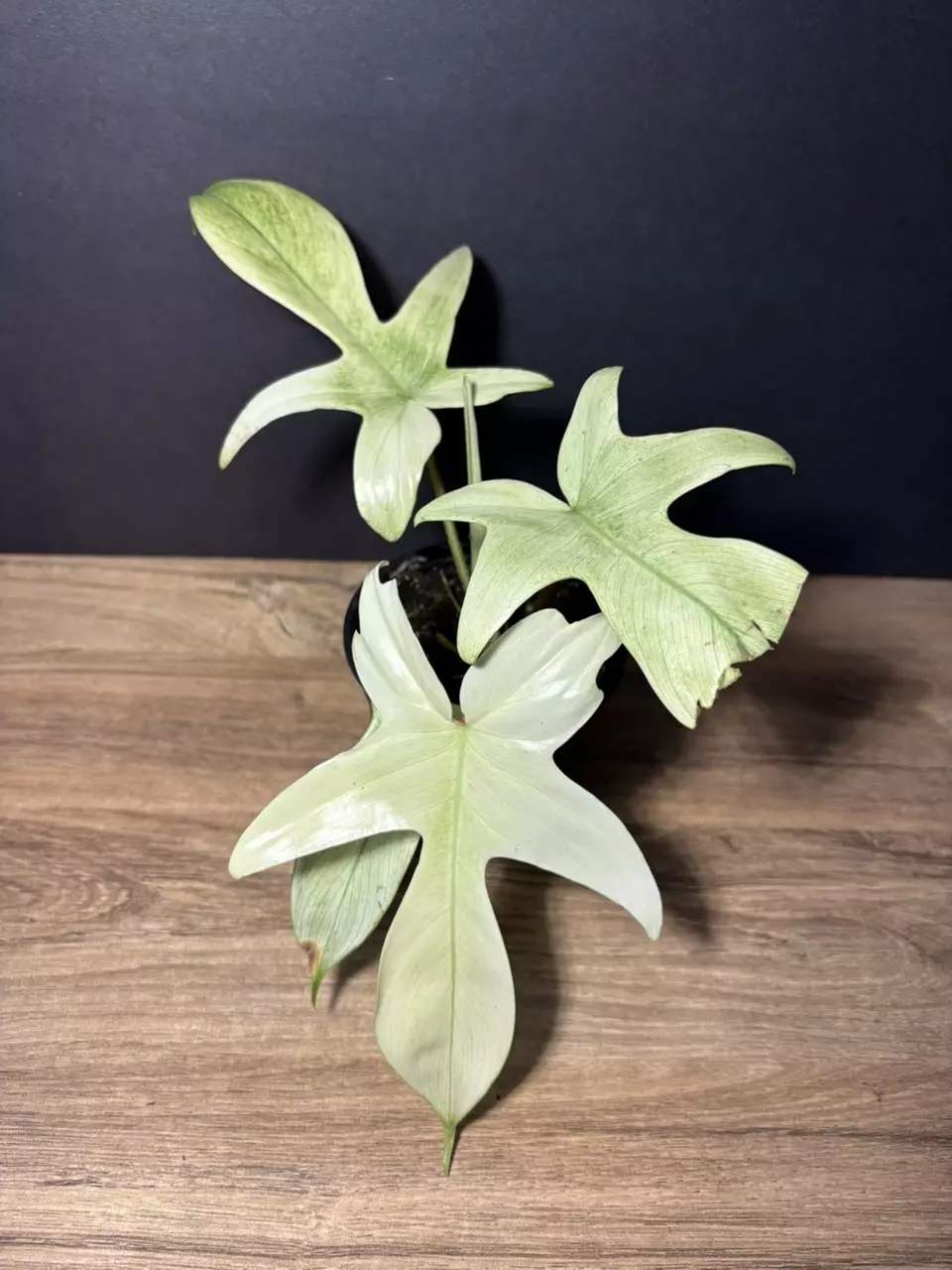 plant/Philodendron Florida Ghost 4” 2224-0