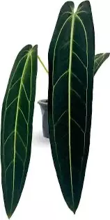 plant/Anthurium Warocqueanum TC-0