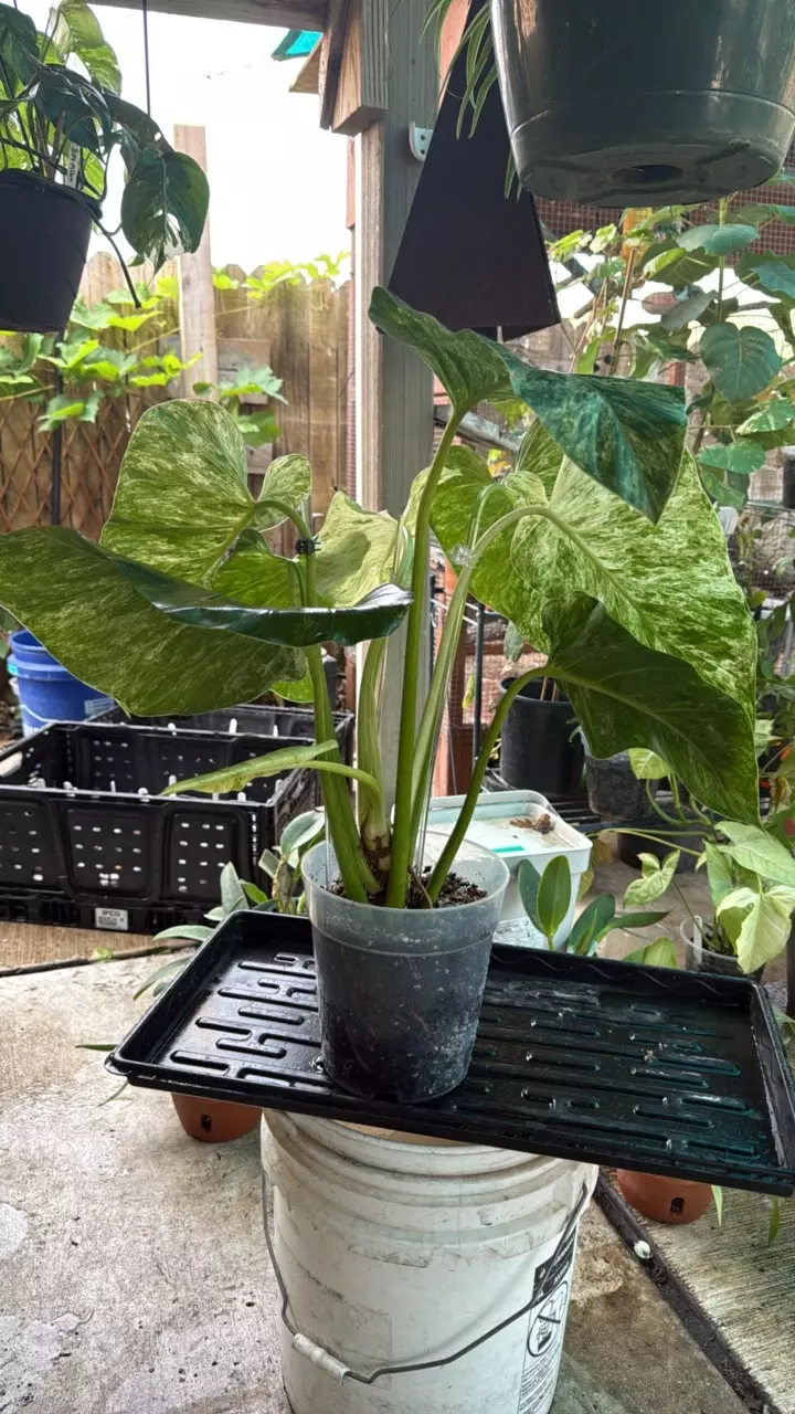 plant/Philodendron Gigantium Variegated BIG GIRL!-3