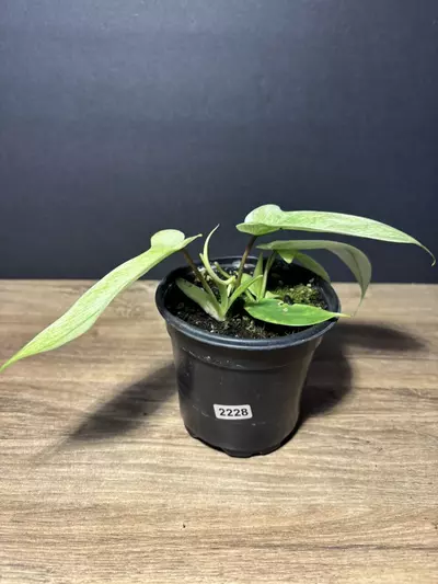 plant/Philodendron Florida Ghost 4” 2228-2-thumbnail