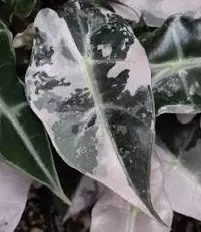 plant/Alocasia Pink Polly TC-0-thumbnail