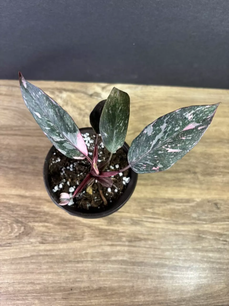 plant/Philodendron Pink Princess Marble 3” 2213-1