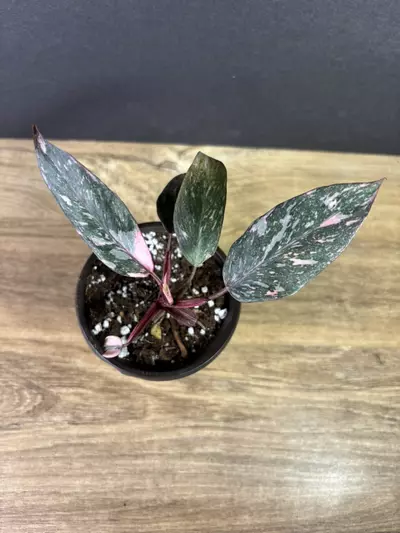 plant/Philodendron Pink Princess Marble 3” 2213-1-thumbnail