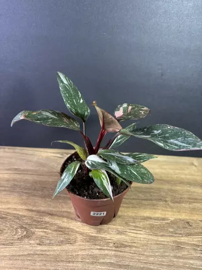 plant/Philodendron Pink Princess Marble 4” 2221-2-thumbnail