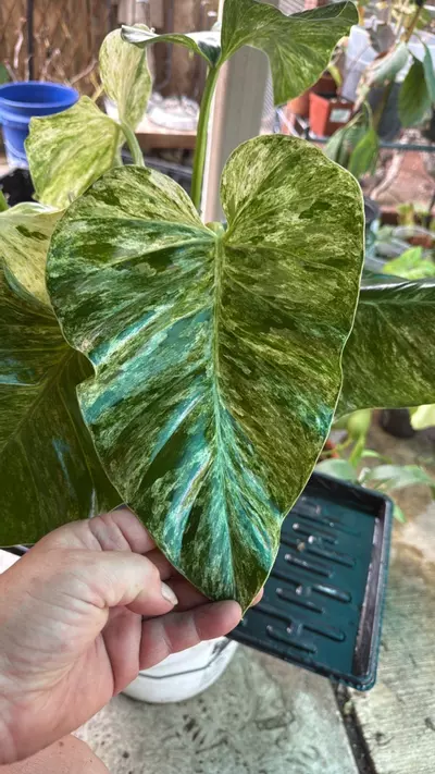 plant/Philodendron Gigantium Variegated BIG GIRL!-1-thumbnail
