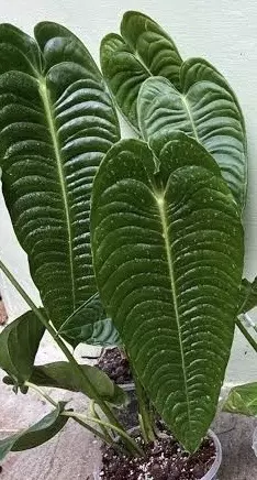 plant/Anthurium Veitchii TC-0