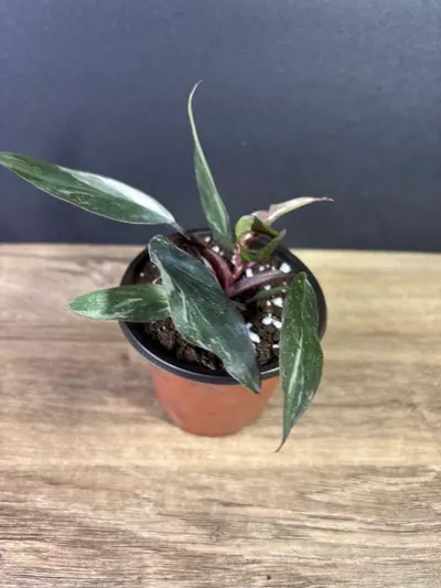 plant/Philodendron Pink Princess Marble 3” 2219-1-thumbnail