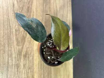 plant/Philodendron Pink Princess Marble 3” 2222-2-thumbnail