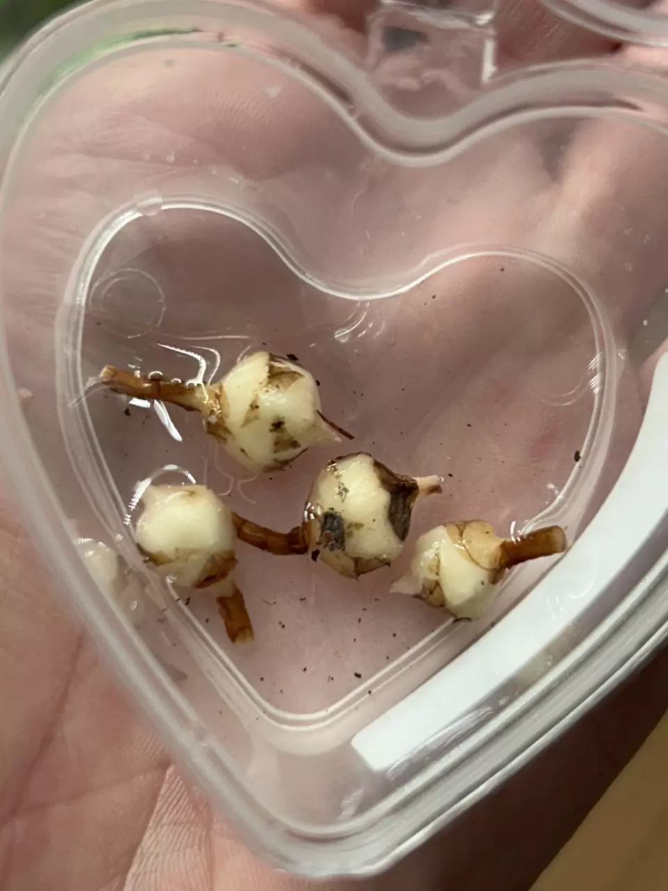 plant/Alocasia Polly Pink CORM (GC)-1