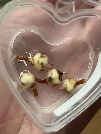 plant/Alocasia Polly Pink CORM (GC)-1-thumbnail