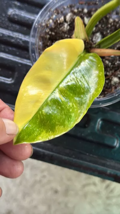 plant/Philodendron green Congo pink-2-thumbnail