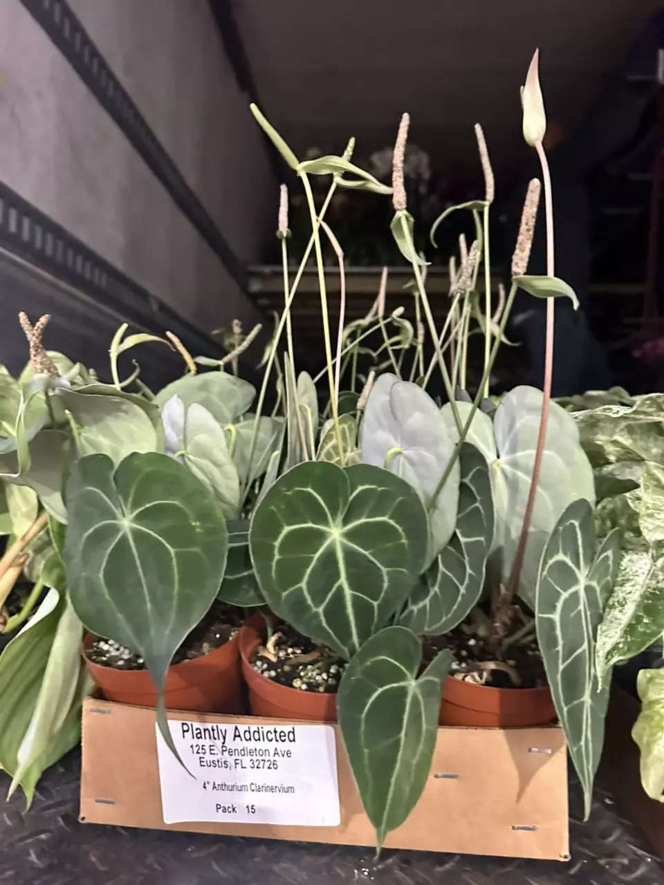 plant/4” anthurium clari-0