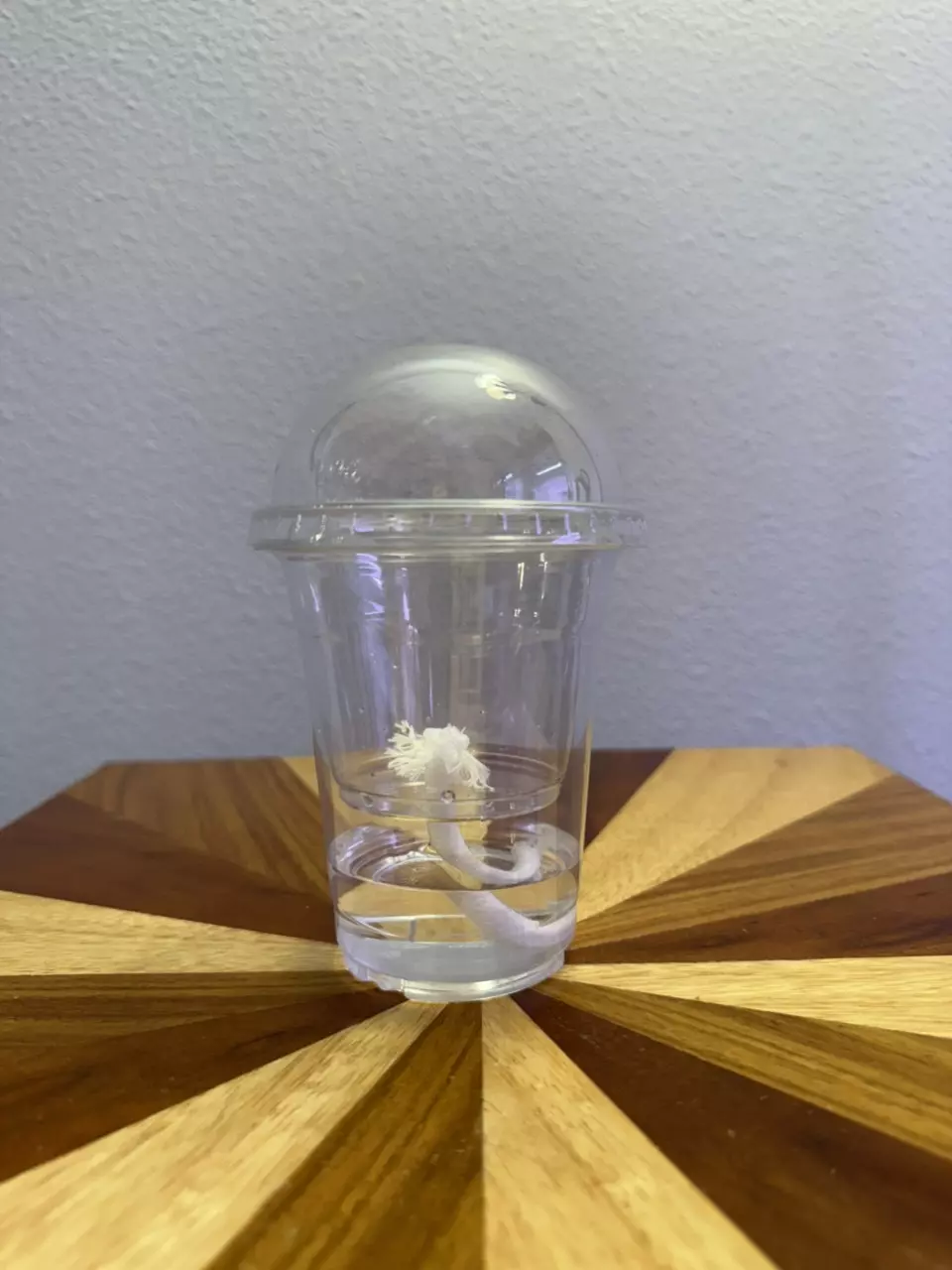 plant/Self Watering No Hole Dome Cup-0