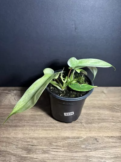 plant/Philodendron Florida Ghost 4” 2228-1-thumbnail