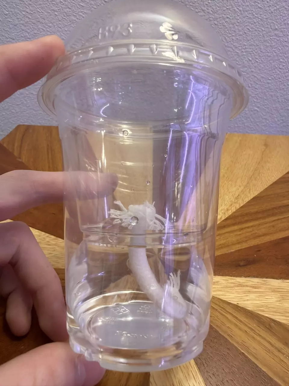 plant/Self Watering No Hole Dome Cup-3