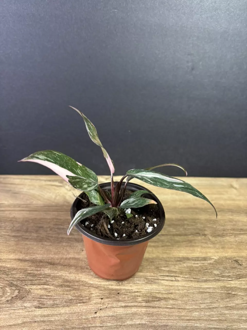 plant/Philodendron Pink Princess Marble 3” 2217-2