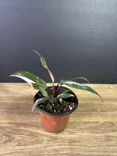 plant/Philodendron Pink Princess Marble 3” 2217-2-thumbnail