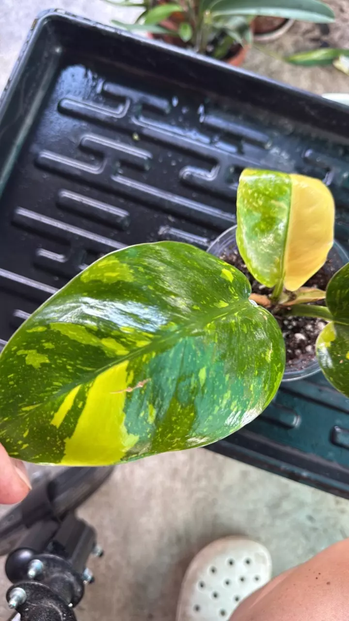 plant/Philodendron green Congo pink-1