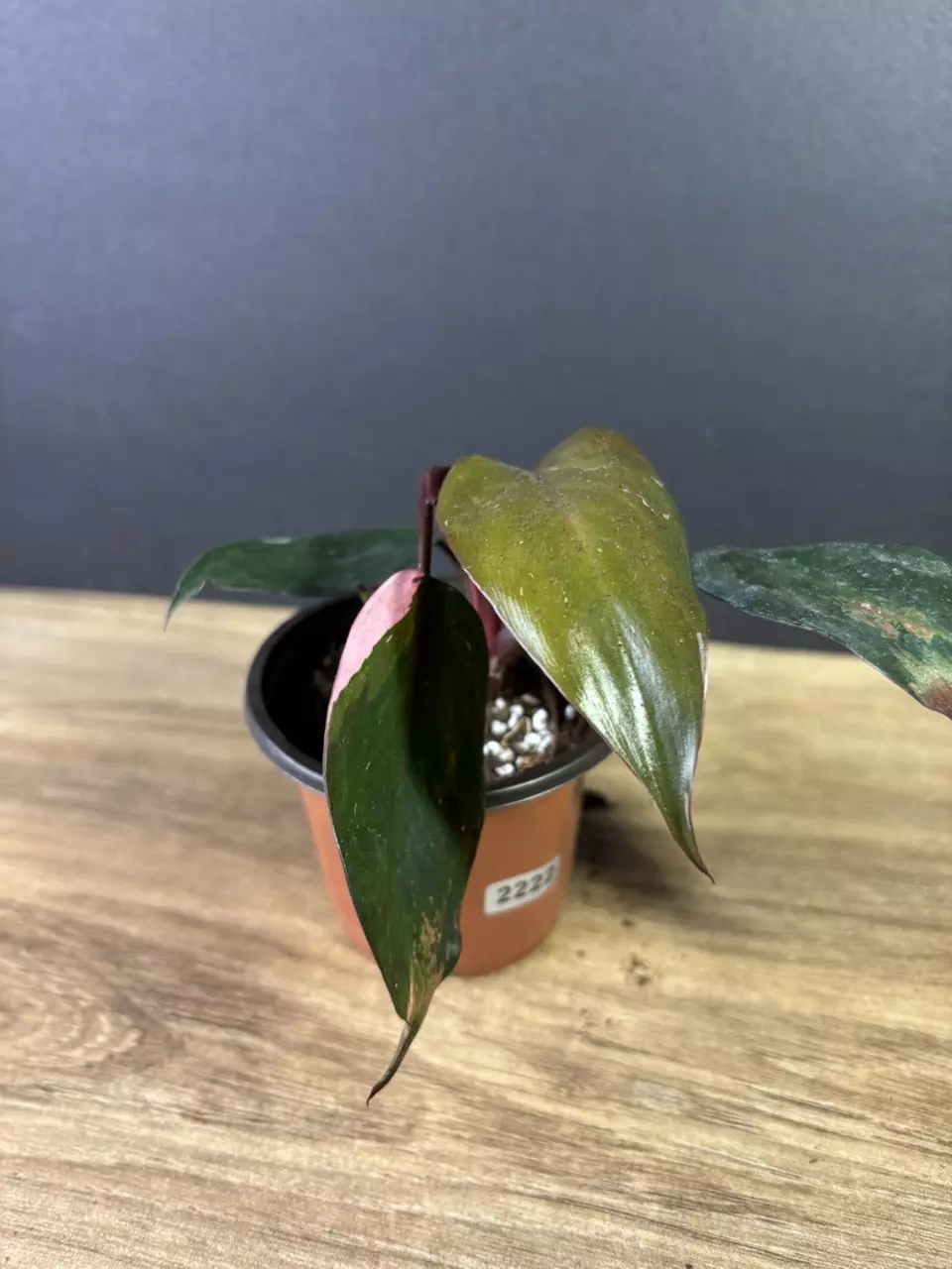 plant/Philodendron Pink Princess Marble 3” 2222-0