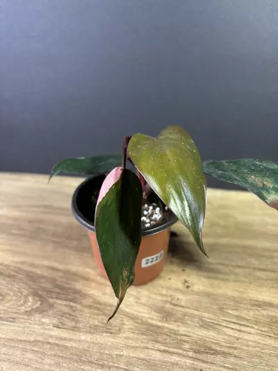 plant/Philodendron Pink Princess Marble 3” 2222-0-thumbnail