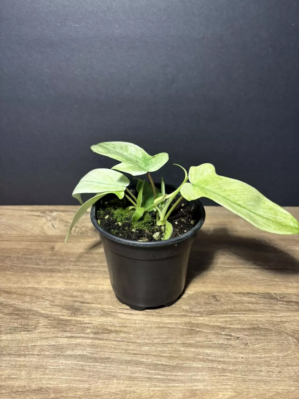 plant/Philodendron Florida Ghost 4” 2228-3