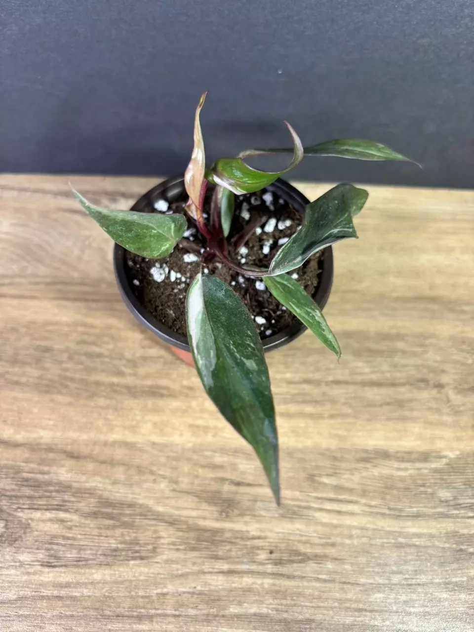 plant/Philodendron Pink Princess Marble 3” 2219-2