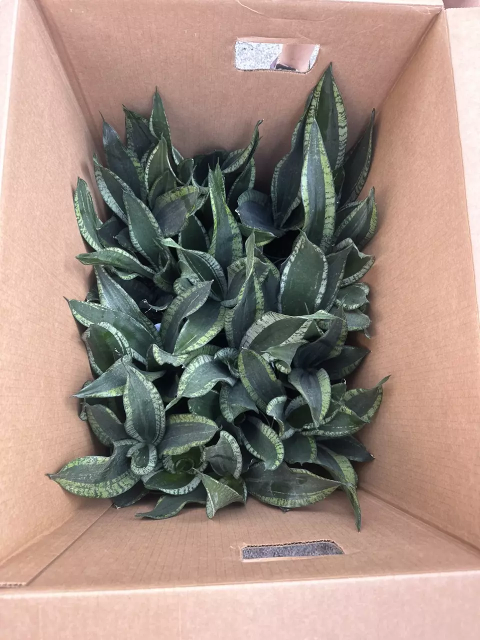 plant/6” Sanseveria Whitney-0