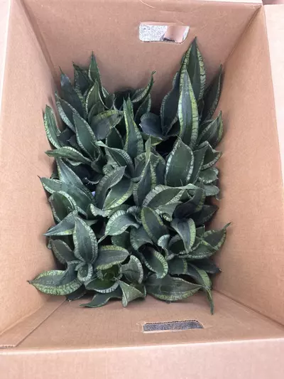 plant/6” Sanseveria Whitney-0-thumbnail