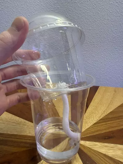 plant/Self Watering No Hole Dome Cup-2-thumbnail