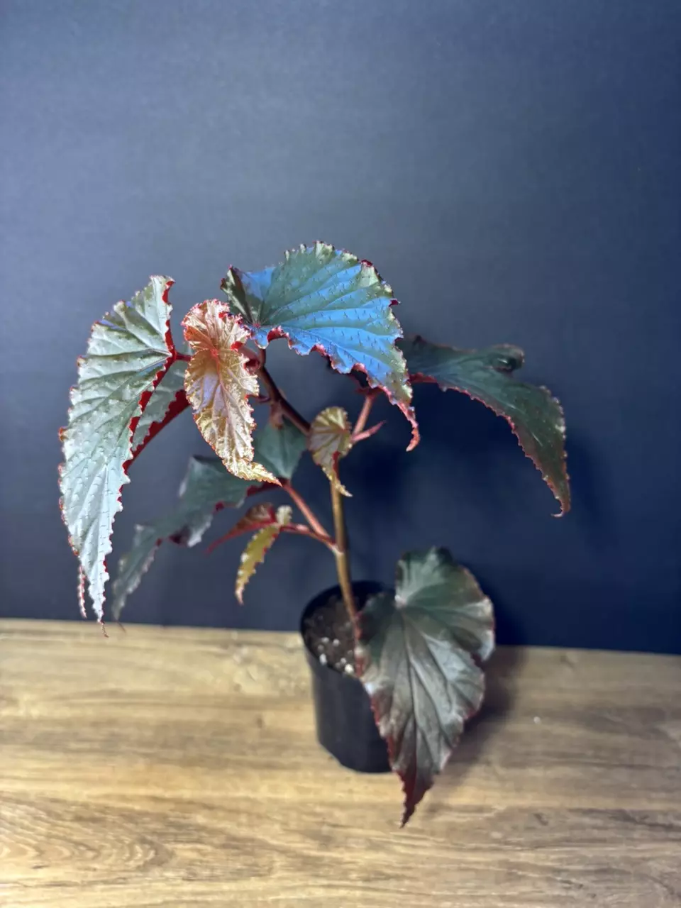 plant/Begonia Black Magic Angel Wing 4” 0973-1