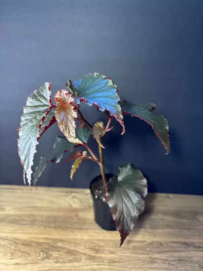 plant/Begonia Black Magic Angel Wing 4” 0973-1-thumbnail