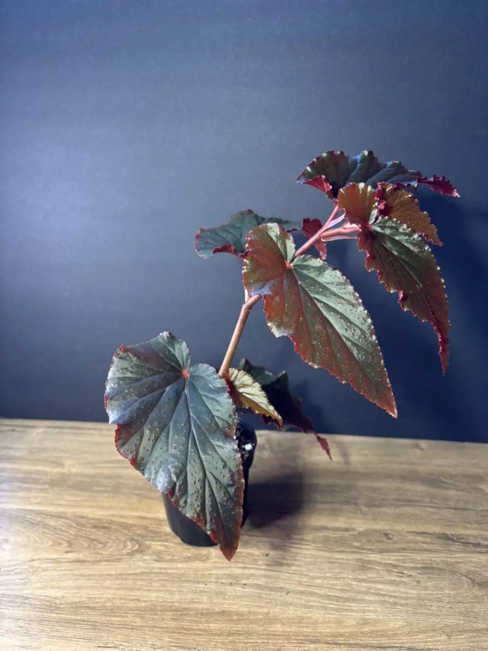 plant/Begonia Black Magic Angel Wing 4” 0973-0