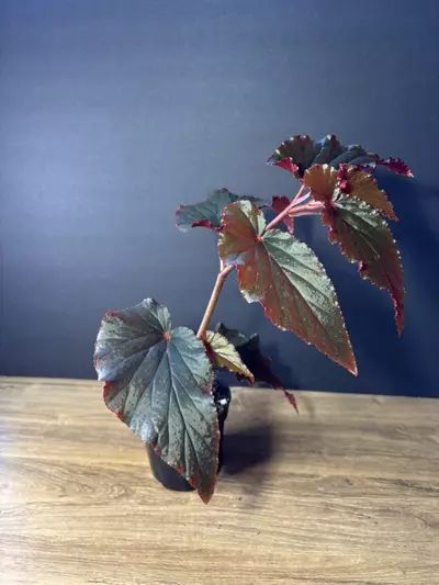 plant/Begonia Black Magic Angel Wing 4” 0973-0-thumbnail