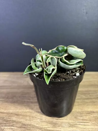 plant/Hoya Compacta Rope Variegated 4” 0862-1-thumbnail