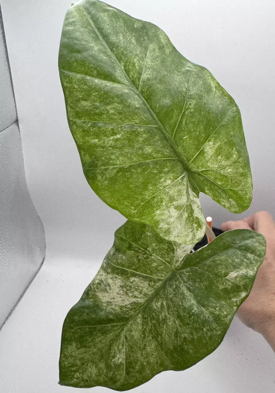 plant/Alocasia Macrorrhiza variegated 0489-0