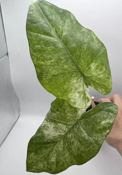 plant/Alocasia Macrorrhiza variegated 0489-0-thumbnail