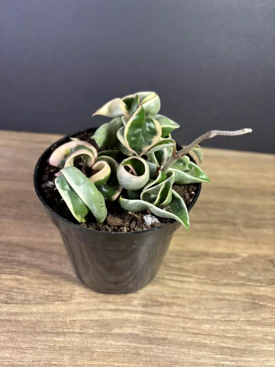 plant/Hoya Compacta Rope Variegated 4” 0862-0