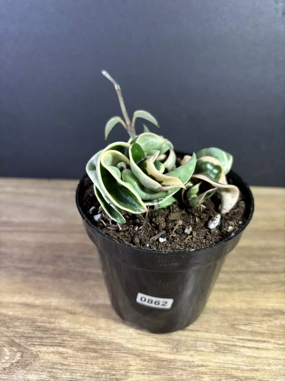 plant/Hoya Compacta Rope Variegated 4” 0862-2