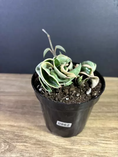 plant/Hoya Compacta Rope Variegated 4” 0862-2-thumbnail
