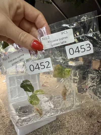 plant/PL0452 & 0453 Cuprea Latte-0-thumbnail