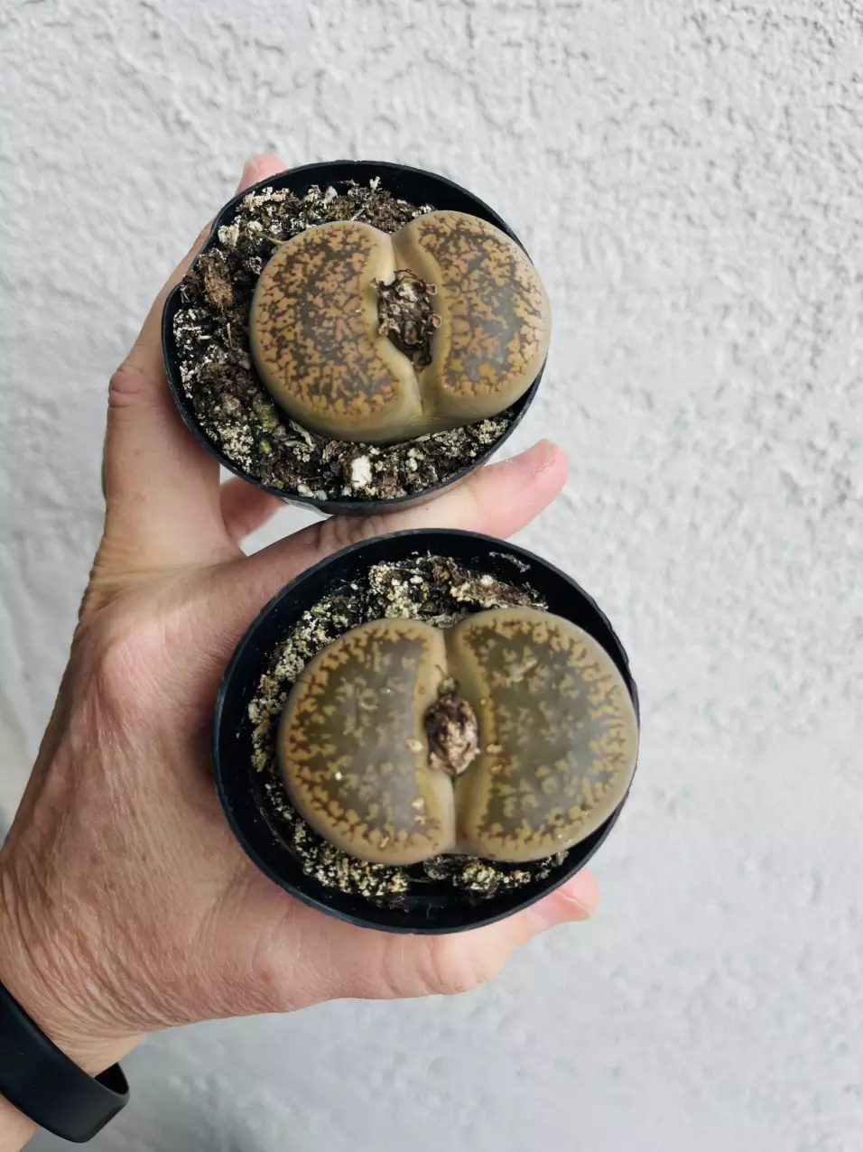 plant/Lithops, Giant! 2.5” pot-1