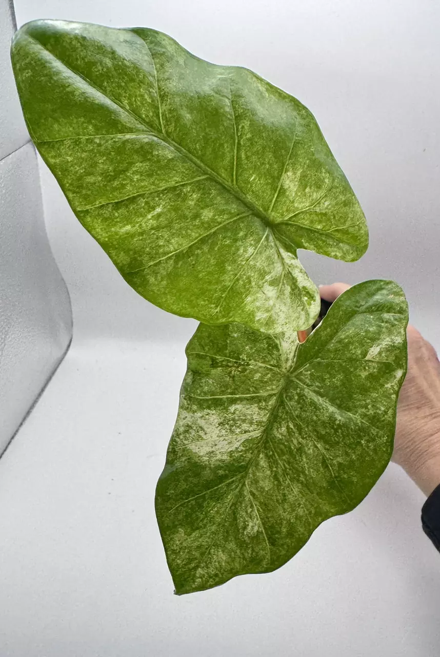 plant/Alocasia Macrorrhiza variegated 0489-2