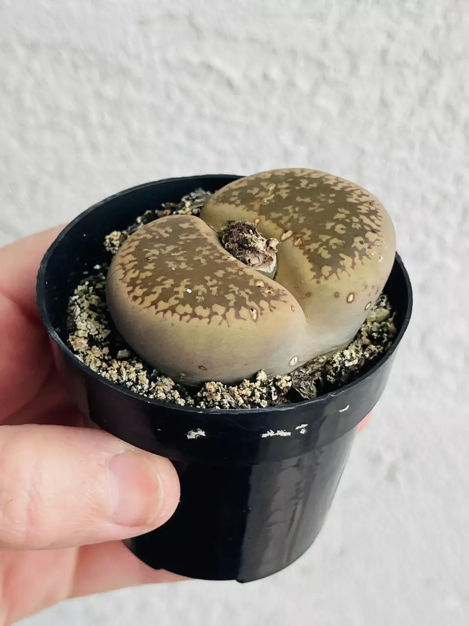 plant/Lithops, Giant! 2.5” pot-0